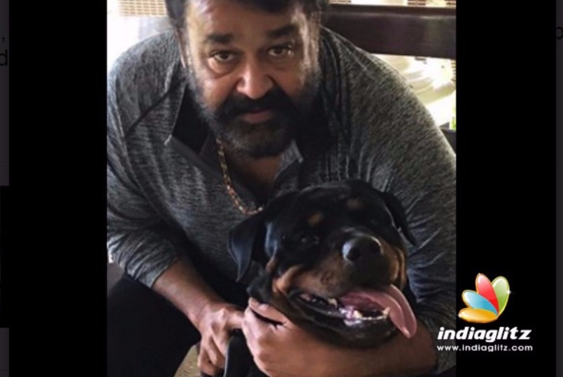 A new member in Mohanlal's house - Malayalam Movie News - IndiaGlitz.com